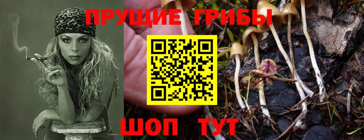 Бийск  купить  сайты  Вход с VPN  Галлюциногенные грибы Psilocybe 